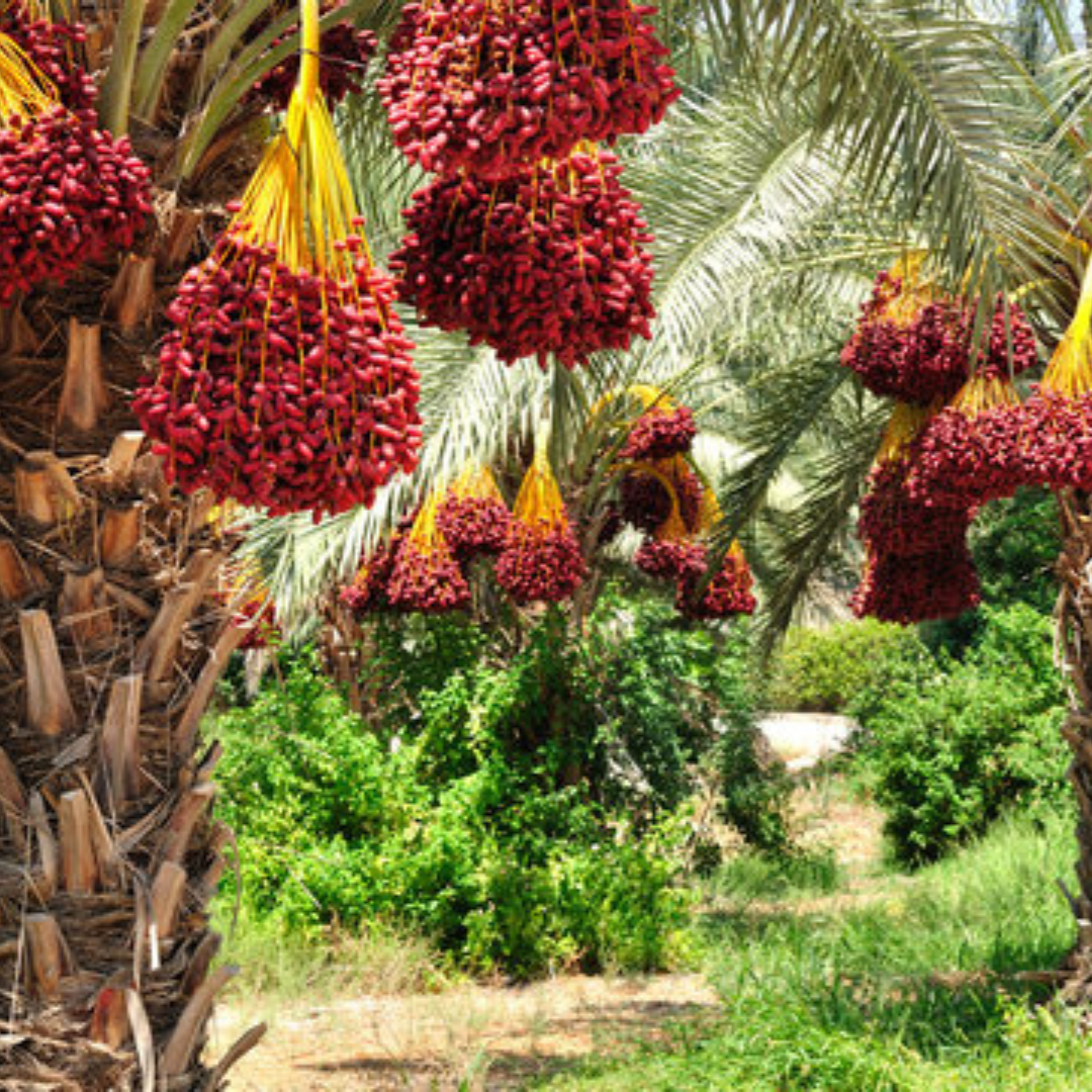 The History and Origins of Arabian Dates