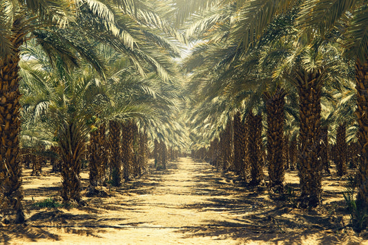 Sustainable Palm Date Farming Practices